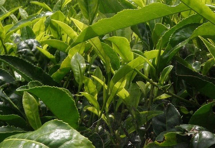 Bild: Matcha Tee plantage bio natürlich Tencha