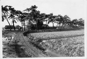 龍ケ崎は「松」のまち？ ～まぼろしの松並木～ - 龍ケ崎市歴史民俗資料館