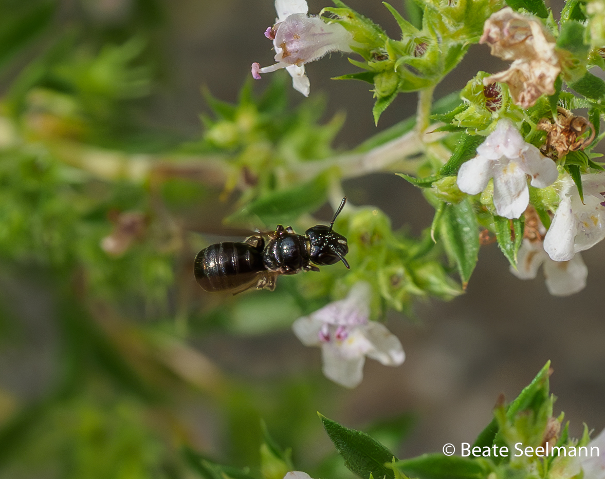 KeulhornbienenCeratina beateseelmanns Webseite!