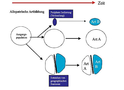 (Storch,Welsch,Wink;2007;S.288;Evolutionsbiologie)