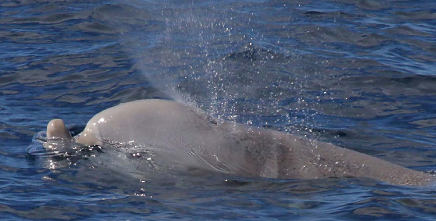 CuvierSchnabelwal GekkoVision La Gomera Bilderwerkstatt