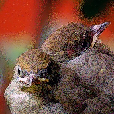 Mönchsgrasmücke Jungtiere / Sylvia atricapilla obscura / La Gomera /© Henner Riemenschneider Gekko-Vision La Gomera