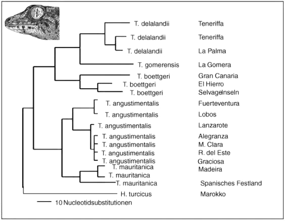 (Storch,Welsch,Wink;2007;S.289;Evolutionsbiologie)