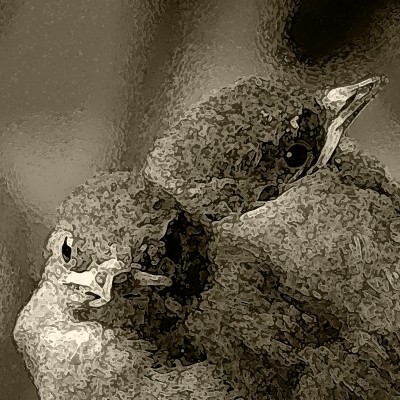 Mönchsgrasmücke Jungtiere / Sylvia atricapilla obscura / La Gomera /© Henner Riemenschneider Gekko-Vision La Gomera 