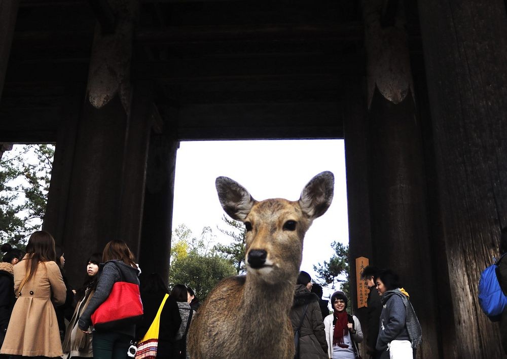 Nara, Todai-ji