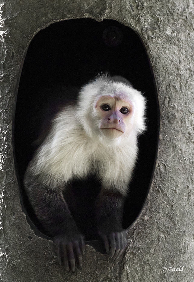 White-headed Capucin monkey - 1