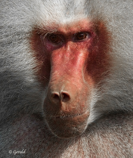 Baboon