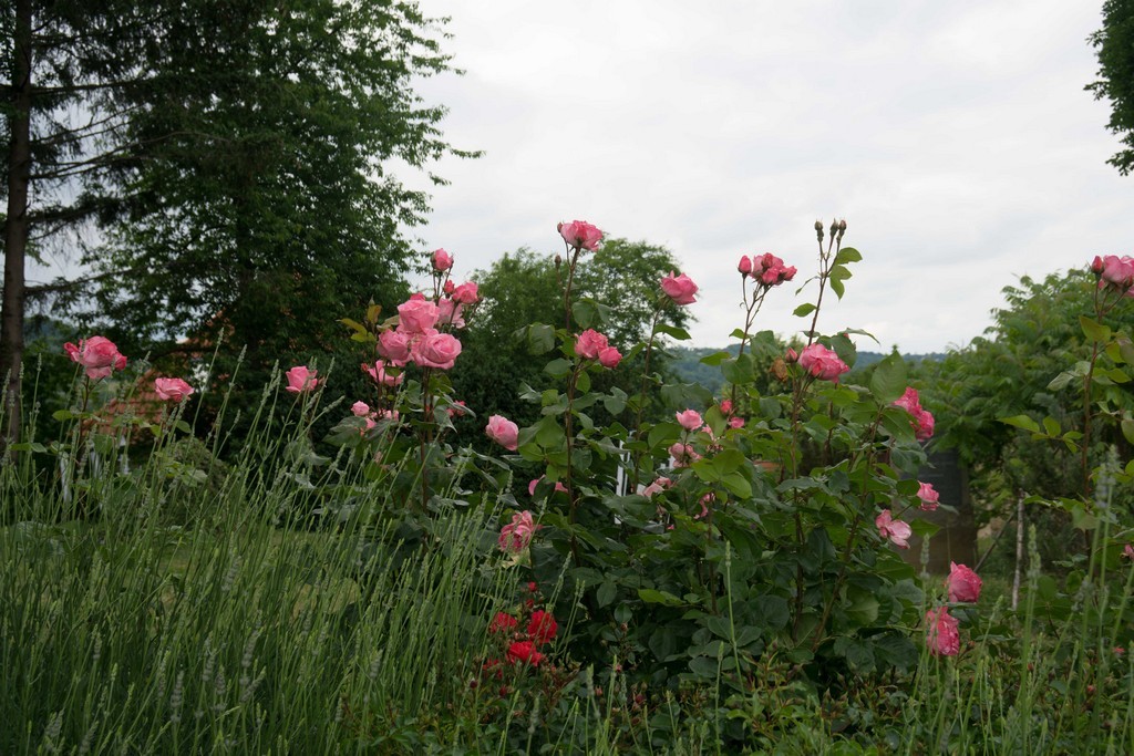 Gedenktafel von herrlichen Rosen umsäumt