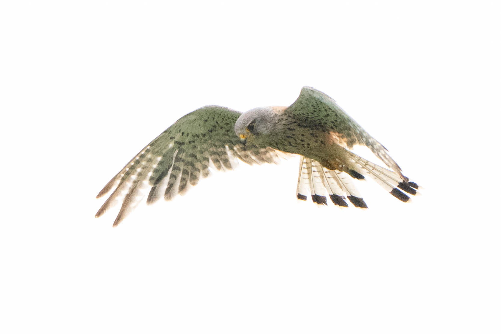 Dabei steht der Turmfalke "rüttelnd" in der Luft und hält nach Beute Ausschau