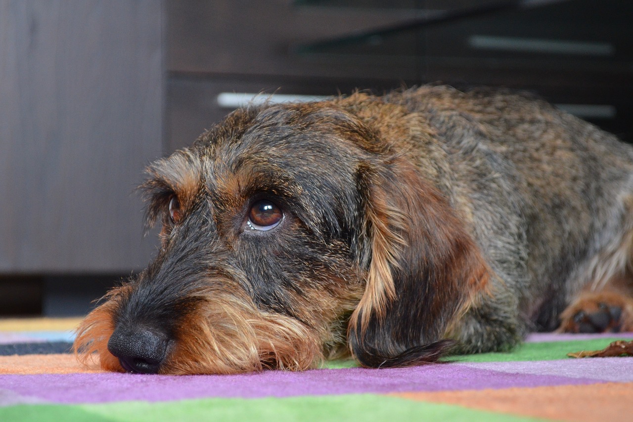 L'épilation pour les chiens à poils dur