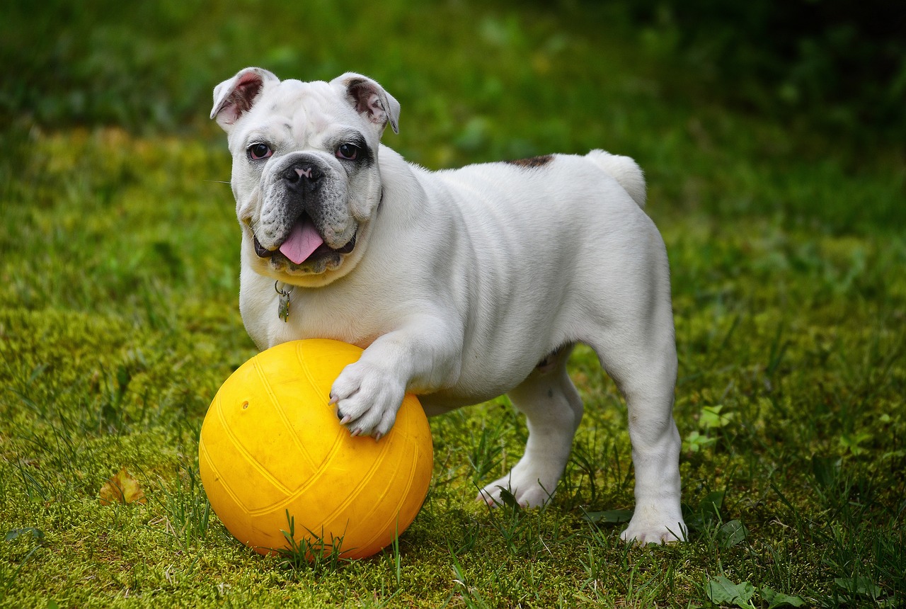 Les chiens à poils courts ont aussi besoin de toilettage!