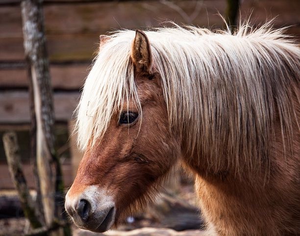 CushingSyndrom natürlich behandeln HUNDE UND KATZEN NATÜRLICH HEILEN