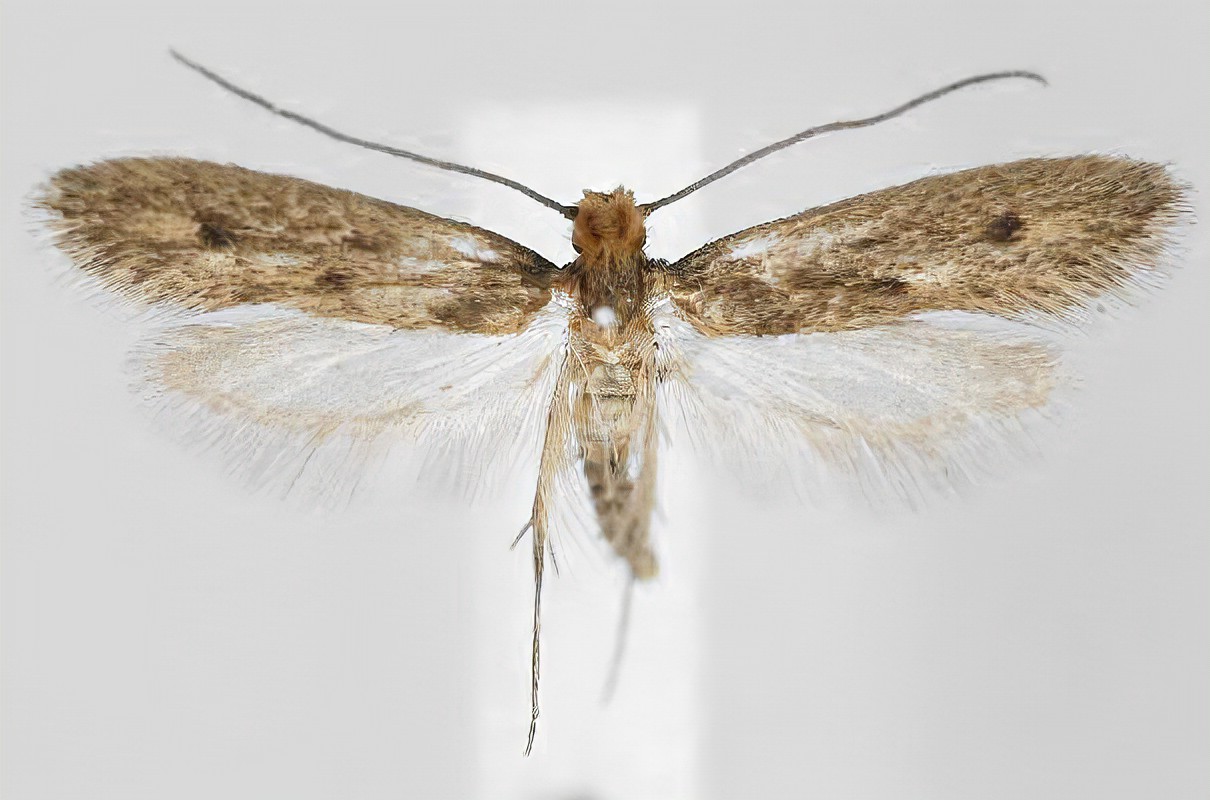 Tinea pellionella - Polilla de la ropa