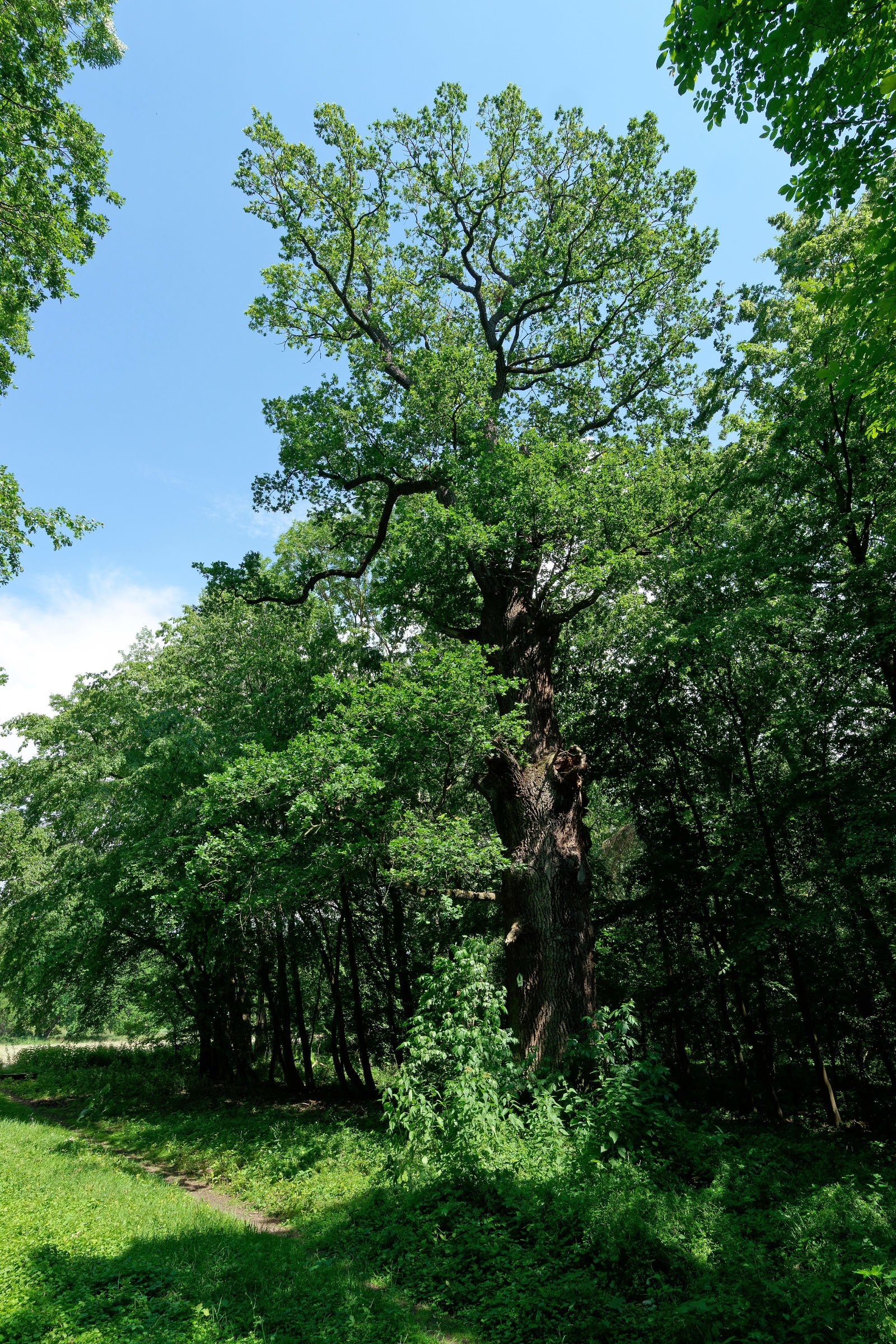 Missionseiche Im Schlosspark Neugattersleben Monumentale Eichen Von Rainer Lippert