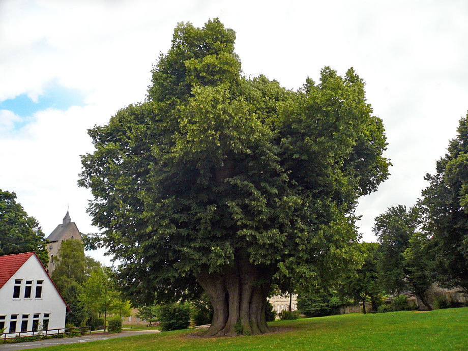 Zwölf-Apostel-Linde in Gehrden