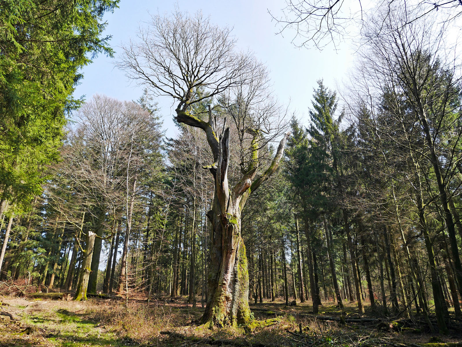 Dicke Eiche Dicke Eiche