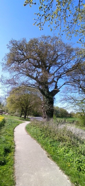 Eiche bei Friedrichshof