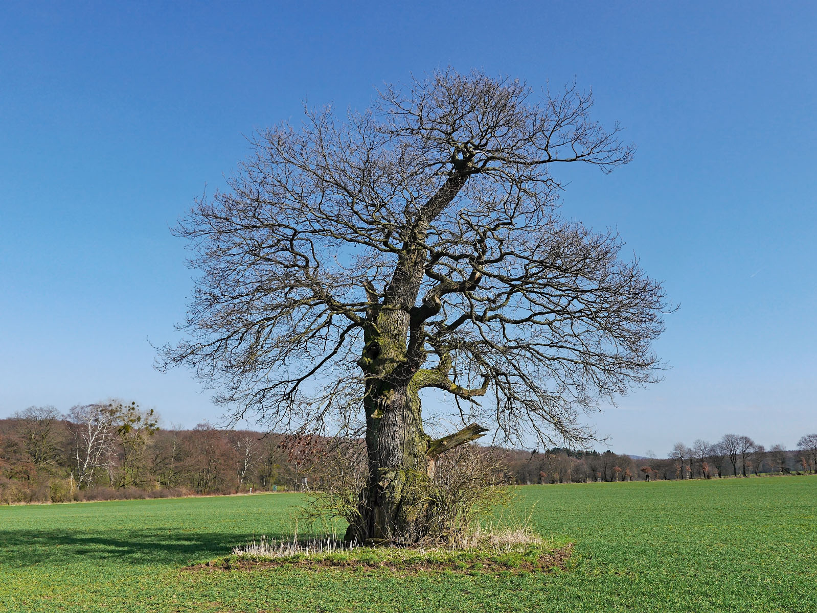 Eiche bei Beberbeck Monumentale Eichen von Rainer Lippert