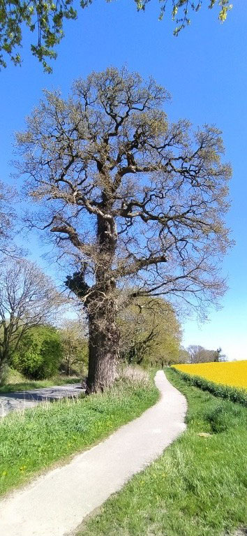 Eiche bei Friedrichshof