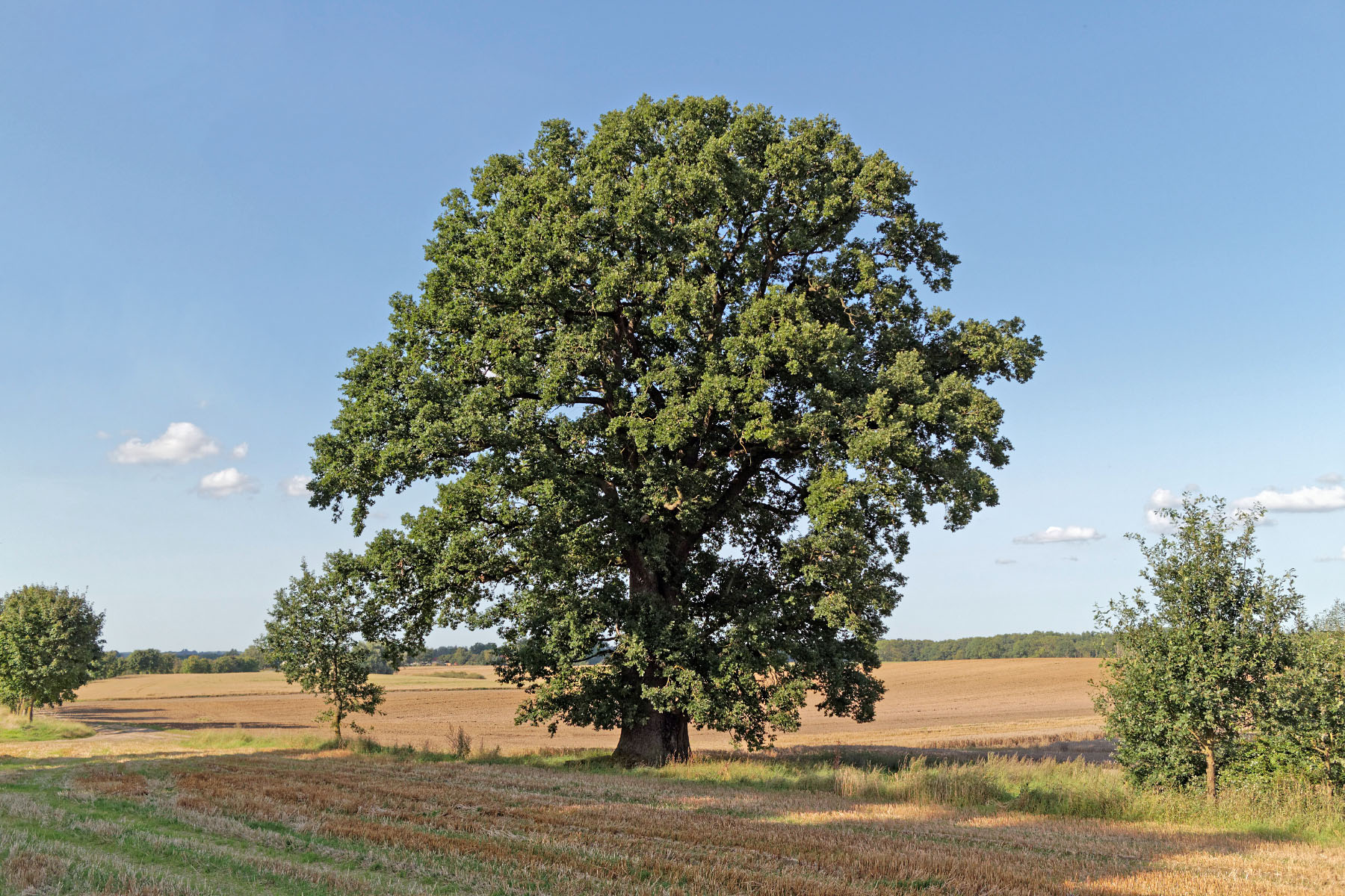 eiche bei musselmow monumentale eichen von rainer lippert