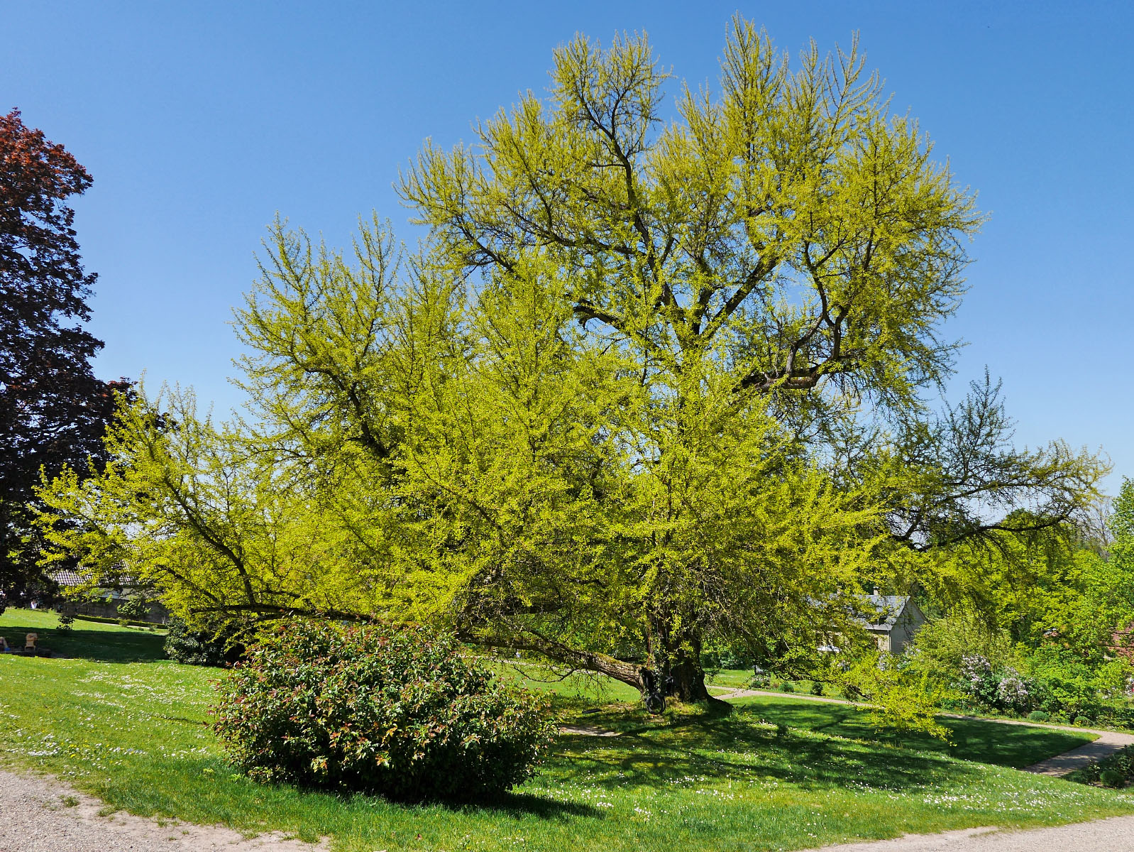 Ginkgos Monumentale Eichen von Rainer Lippert