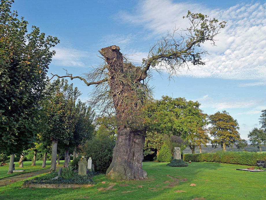 Eiche auf dem Friedhof bei Beberbeck