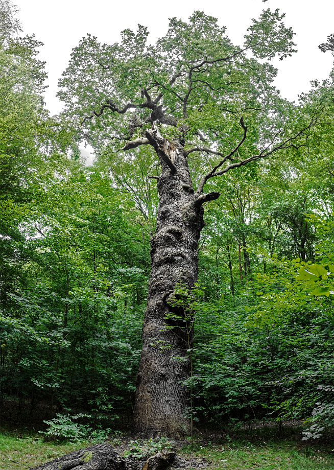 Alte Eiche bei Graupzig