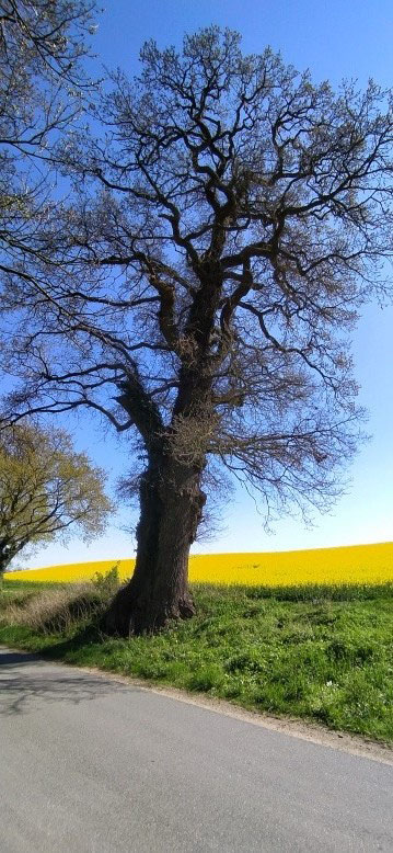 Eiche bei Friedrichshof