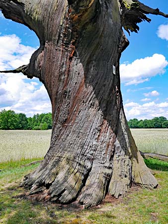 Florentinen-Eiche im Byttnahain bei Straupitz