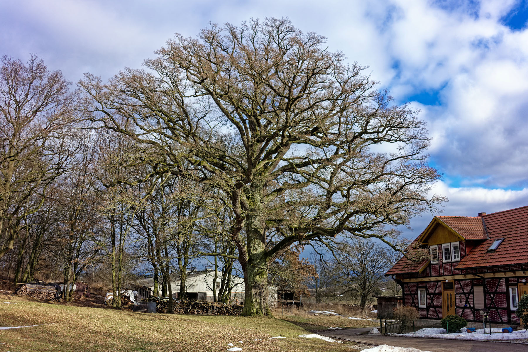 Große Eiche in Hümpfershausen - Monumentale Eichen von Rainer Lippert