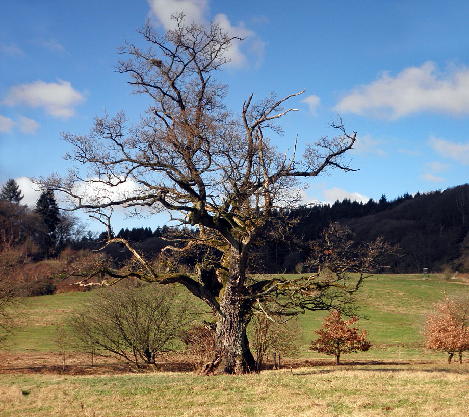 Eiche bei Mettlach