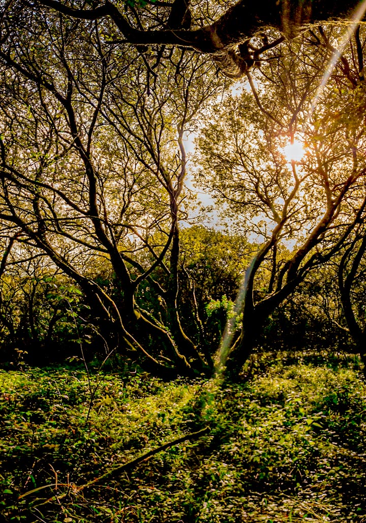 Entre les farouches branches  Ma pensée s'éclaire  De l'or pousse là-haut