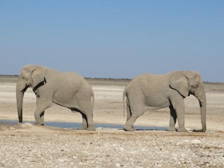 Etosha Nationalpark - posende Elefanten