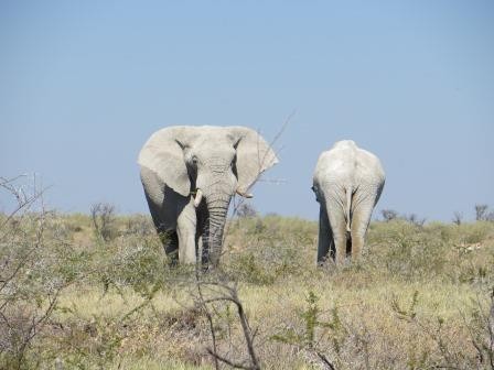 Etosha Nationalpark - Elefanten