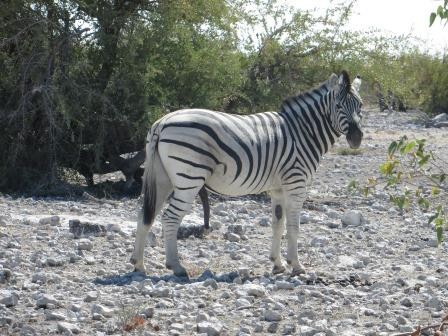 Etosha Nationalpark - Zebra