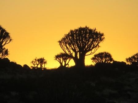 Sonnenuntergang im Köcherbaumwald