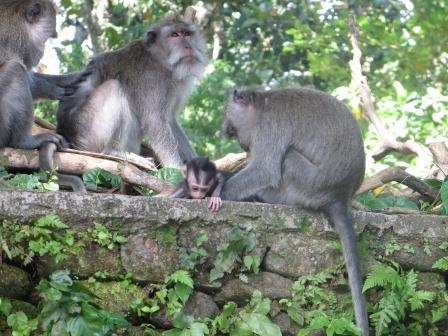 Monkey Forest Ubud