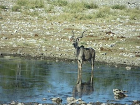 Etosha Nationalpark - Kudu