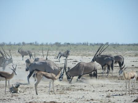 Etosha Nationalpark - Action am Wasserloch