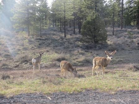 ...langohrige Deers....