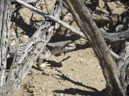 Auf Tier-Safari im Joshua Tree Nationalpark