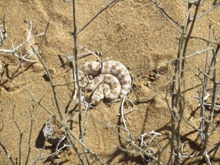 Baby Hornviper Schlange
