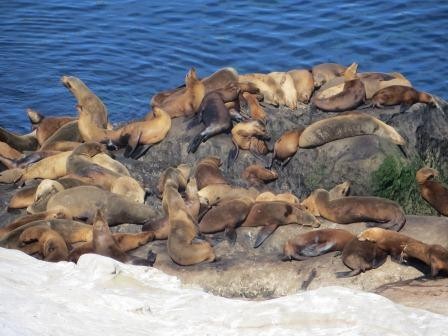 Seehunde im La Jolla Cove