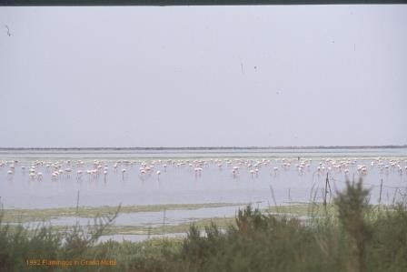 Flamingos bei Grand Motte