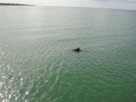 Unser erster freilebender Delfin :D