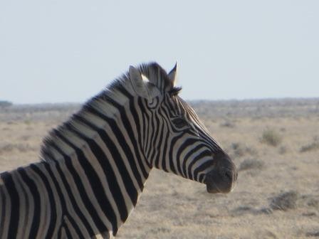 Etosha Nationalpark - Zebra