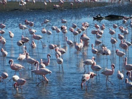Flamingos in Walvis Bay