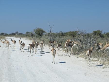 Etosha Nationalpark - Springböcke