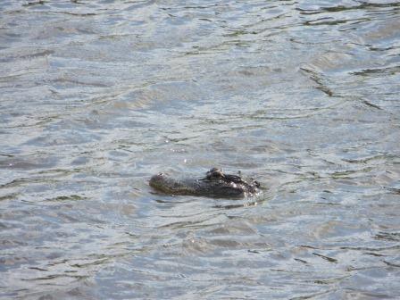 Alligator im Myakka River State Park