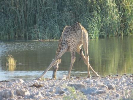 Etosha Nationalpark - trinkende Giraffe